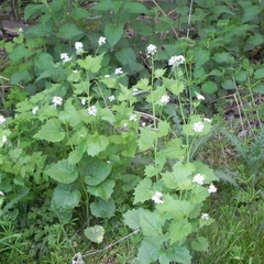 Alliaria petiolata