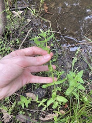 Gratiola pedunculata