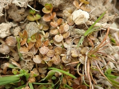 Epilobium komarovianum