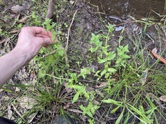 Gratiola pedunculata