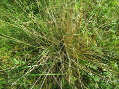 Deschampsia cespitosa