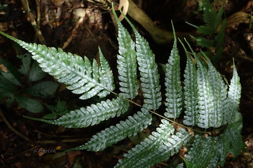 Pteridrys syrmatica