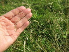 Deschampsia cespitosa