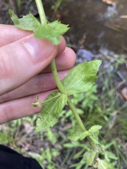 Gratiola pedunculata