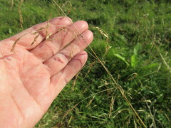 Deschampsia cespitosa