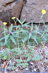 Potentilla × prostrata