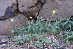 Potentilla × prostrata