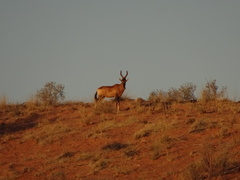 Alcelaphus buselaphus caama