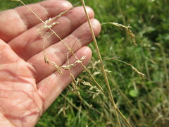 Deschampsia cespitosa