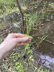 Gratiola pedunculata