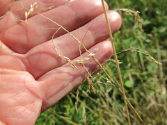 Deschampsia cespitosa