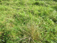 Deschampsia cespitosa