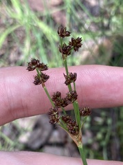 Juncus planifolius