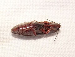 Elateridae