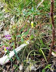 Billardiera scandens