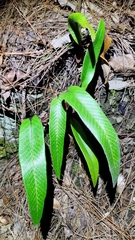 Pyrrosia lingua