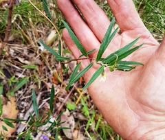 Billardiera scandens