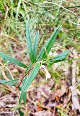 Billardiera scandens