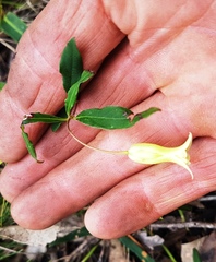 Billardiera scandens