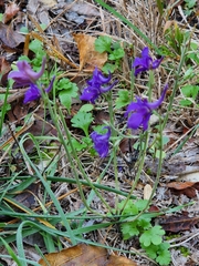 Delphinium peregrinum