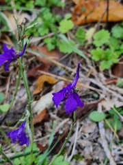 Delphinium peregrinum