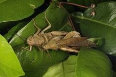Valanga irregularis