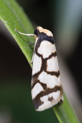 Scaptesyle dichotoma