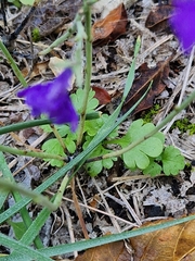 Delphinium peregrinum
