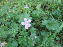 Geranium wlassovianum