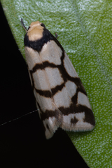 Scaptesyle dichotoma