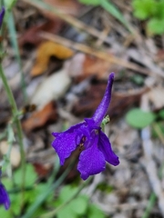 Delphinium peregrinum