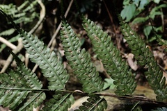 Pteridrys syrmatica