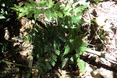 Pteridrys syrmatica