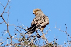 Falco rupicoloides