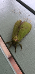 Aenetus eximia