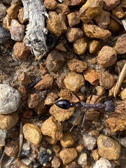 Myrmecia