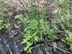 Gratiola pedunculata