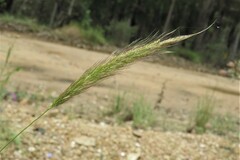 Dichelachne micrantha