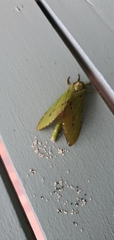 Aenetus eximia