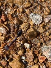 Myrmecia