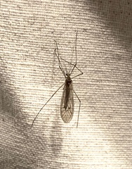 Nephrotoma ferruginea