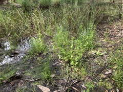 Gratiola pedunculata