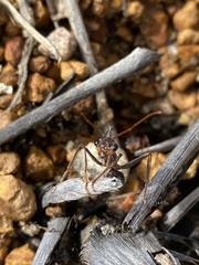 Myrmecia
