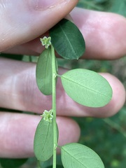 Phyllanthus gunnii