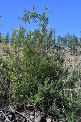 Salix jenisseensis