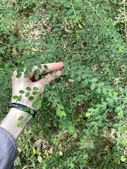 Phyllanthus gunnii