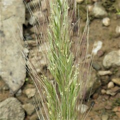 Dichelachne micrantha