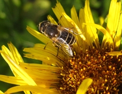Eristalis arbustorum