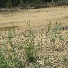 Dichelachne micrantha