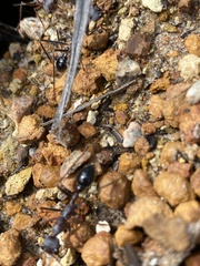 Myrmecia